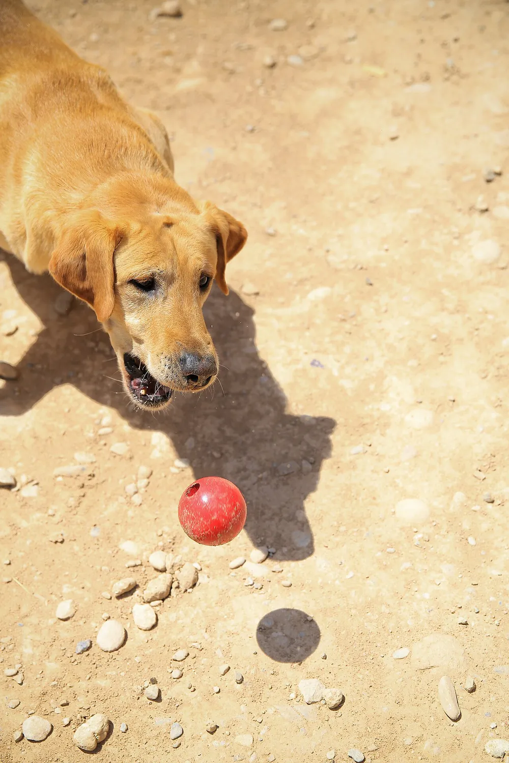 Photo of a similar item: PetSafe Automatic Dog Ball Launcher