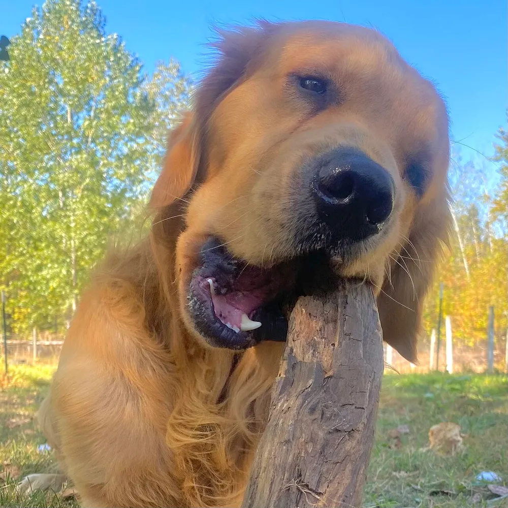 Photo of a similar item: Himalayan Dog Chew, 3 Large/XL