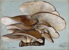 Photo of a similar item: Back to the Roots Organic Oyster Mushroom Grow Kit
