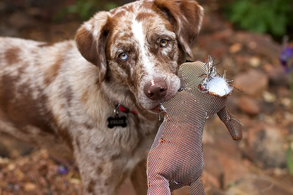 Photo of a similar item: ZippyPaws Skinny Peltz No-Stuffing Toys, Fox, Raccoon and Squirrel