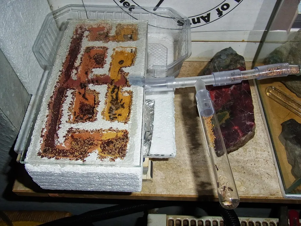 Photo of a similar item: Uncle Milton Giant Ant Farm