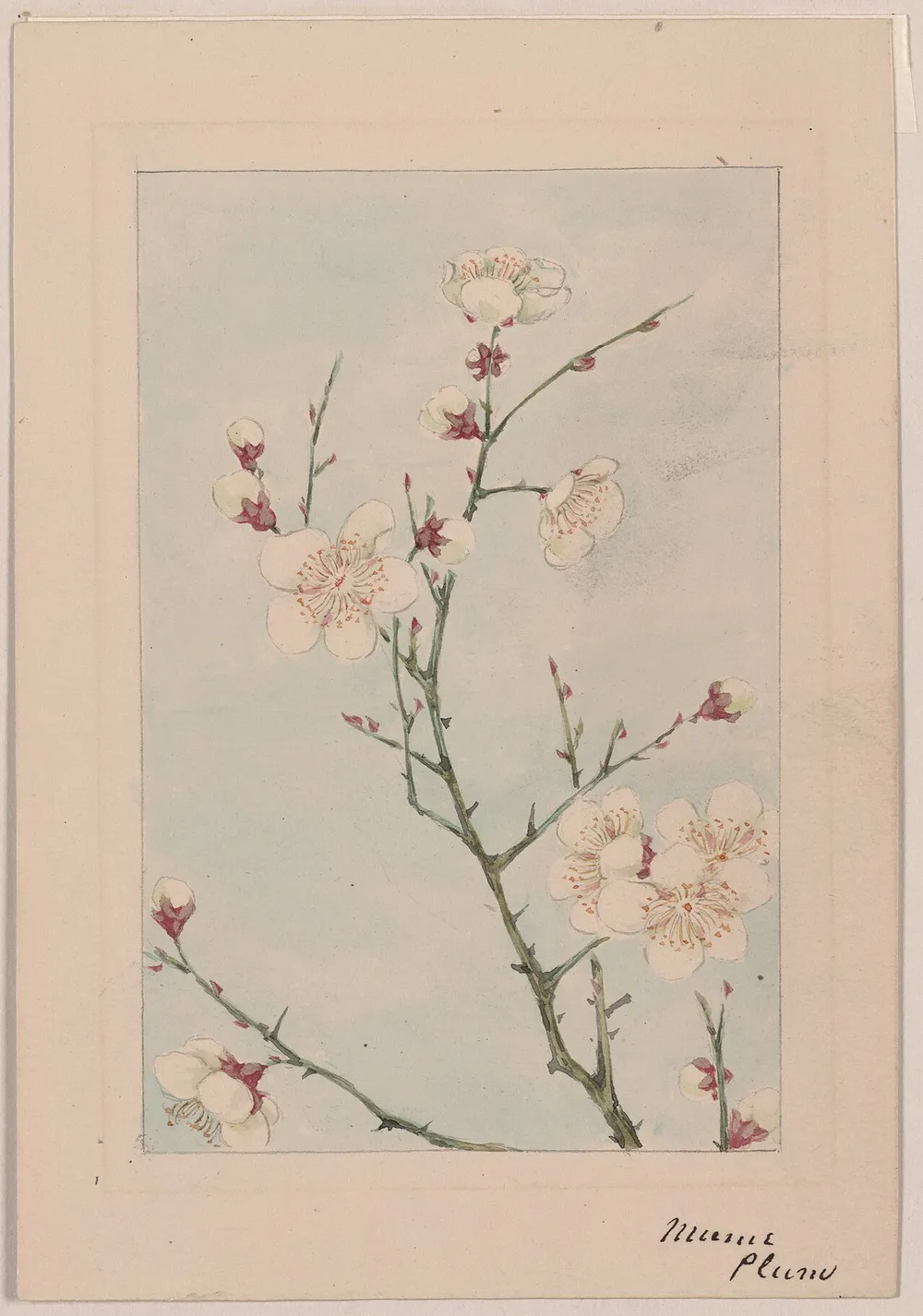 Photo of a similar item: LEGO Botanicals Plum Blossom 10369